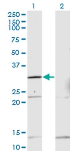Invitrogen HOXA1/HOXB1/HOXD1 Monoclonal Antibody (2E5) 100 &mu;g; Unconjugated:Antibodies,