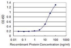 Invitrogen HOXB9 Monoclonal Antibody (2E8) 100 &mu;g; Unconjugated:Antibodies,