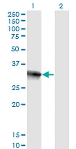 Invitrogen HOXB9 Monoclonal Antibody (2E8) 100 &mu;g; Unconjugated:Antibodies,