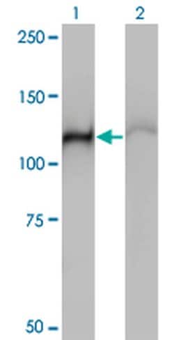 Invitrogen HSPA4 Monoclonal Antibody (3A11) 100 &mu;g; Unconjugated:Antibodies,