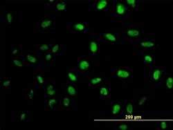Invitrogen MPG Monoclonal Antibody (1G6) 100 &mu;g; Unconjugated:Antibodies,
