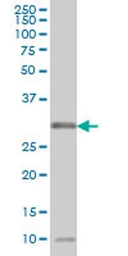 Invitrogen MPG Monoclonal Antibody (1G6) 100 &mu;g; Unconjugated:Antibodies,