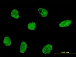 HEN1/HEN2 Monoclonal Antibody (2A3), Invitrogen 100 &mu;g; Unconjugated:Antibodies,