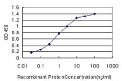 Invitrogen NVL Monoclonal Antibody (3F6) 100 &mu;g; Unconjugated:Antibodies,