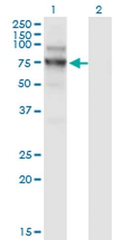 Invitrogen NVL Monoclonal Antibody (3F6) 100 &mu;g; Unconjugated:Antibodies,