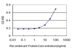 Invitrogen PKN1 Monoclonal Antibody (1B10) 100 &mu;g; Unconjugated:Antibodies,