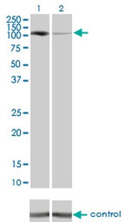 Invitrogen PKN1 Monoclonal Antibody (1B10) 100 &mu;g; Unconjugated:Antibodies,