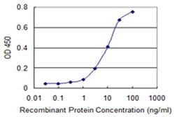 PTPRN2 Monoclonal Antibody (8E12):Antibodies, Monoclonal