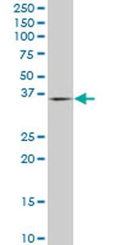 Invitrogen PURA Monoclonal Antibody (1D6) 100 &mu;g; Unconjugated:Antibodies,