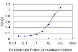 Invitrogen RNPEP Monoclonal Antibody (4E1) 100 &mu;g; Unconjugated:Antibodies,