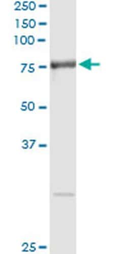 Invitrogen RNPEP Monoclonal Antibody (4E1) 100 &mu;g; Unconjugated:Antibodies,