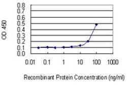 RPL17 Monoclonal Antibody (3G11) 100 &mu;g | Buy Online | Invitrogen | Fisher Scientific