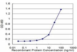 Invitrogen RPL32 Monoclonal Antibody (1B11) 100 &mu;g; Unconjugated:Antibodies,