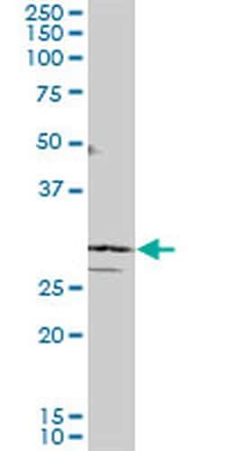 Invitrogen SIX3 Monoclonal Antibody (4H6) 100 &mu;g; Unconjugated:Antibodies,