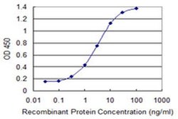 SOX12 Monoclonal Antibody (4A9):Antibodies, Monoclonal