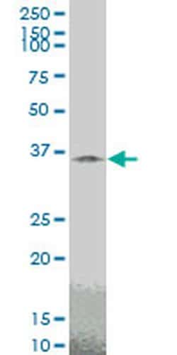 Invitrogen TAZ Monoclonal Antibody (2B3) 100 &mu;g; Unconjugated:Antibodies,