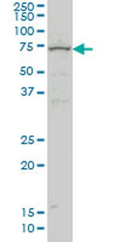 Invitrogen ZNF182 Monoclonal Antibody (6D11) 100 &mu;g; Unconjugated:Antibodies,