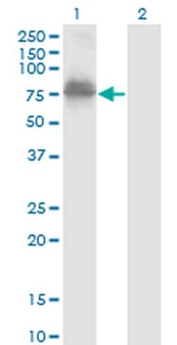 Invitrogen ZNF23 Monoclonal Antibody (2D3) 100 &mu;g; Unconjugated:Antibodies,