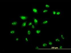 Invitrogen ZNF136 Monoclonal Antibody (5E9) 100 &mu;g; Unconjugated:Antibodies,