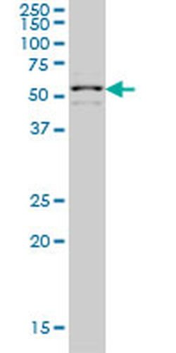 Invitrogen ZNF136 Monoclonal Antibody (5E9) 100 &mu;g; Unconjugated:Antibodies,