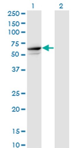 Invitrogen TRIM26 Monoclonal Antibody (1G3) 100 &mu;g; Unconjugated:Antibodies,