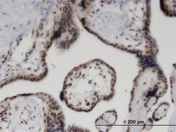 Invitrogen ZNF232 Monoclonal Antibody (1F8) 100 &mu;g; Unconjugated:Antibodies,