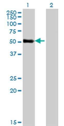 Invitrogen ZNF232 Monoclonal Antibody (1F8) 100 &mu;g; Unconjugated:Antibodies,