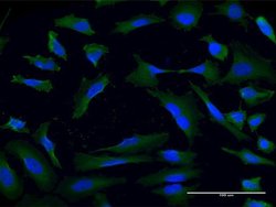 Invitrogen USP9X Monoclonal Antibody (4B7) 100 &mu;g | Buy Online | Invitrogen&trade; | Fisher Scientific