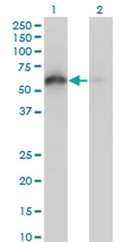 Invitrogen BAG4 Monoclonal Antibody (2G9) 100 &mu;g; Unconjugated:Antibodies,