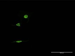 Invitrogen NR1D1 Monoclonal Antibody (1F4) 100 &mu;g; Unconjugated:Antibodies,