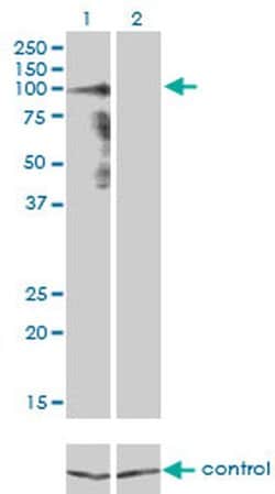 Invitrogen PCDHGA8 Monoclonal Antibody (1C11) 100 &mu;g; Unconjugated:Antibodies,