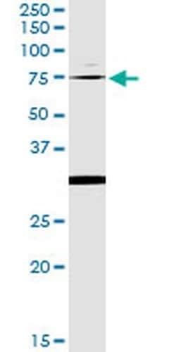 Invitrogen OXSR1 Monoclonal Antibody (1F6) 100 &mu;g; Unconjugated:Antibodies,