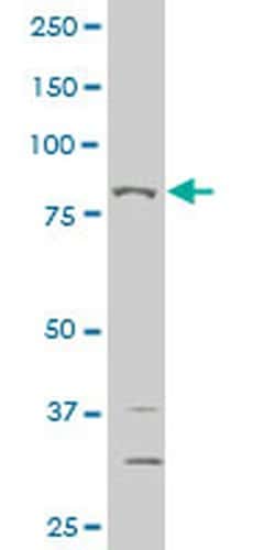 Invitrogen THRAP5 Monoclonal Antibody (3B10) 100 &mu;g; Unconjugated:Antibodies,