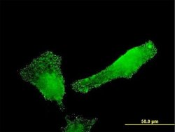 Invitrogen SH2D3C Monoclonal Antibody (2E3) 100 &mu;g; Unconjugated:Antibodies,
