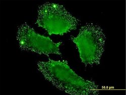 SH2D3C Monoclonal Antibody (1B6):Antibodies, Monoclonal