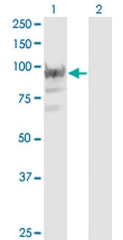 Invitrogen RBM12 Monoclonal Antibody (1D12) 100 &mu;g; Unconjugated:Antibodies,