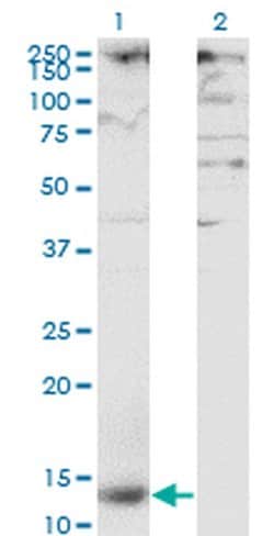 Invitrogen CD299 (DC-SIGN/L) Monoclonal Antibody (2G1) 100 &mu;g; Unconjugated:Antibodies,