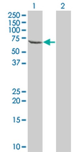 TESK2 Monoclonal Antibody (5H4):Antibodies, Monoclonal