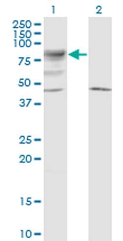 Invitrogen LRRN2 Monoclonal Antibody (6A9) 100 &mu;g; Unconjugated:Antibodies,