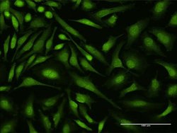 Invitrogen DEAF1 Monoclonal Antibody (3E6) 100 &mu;g; Unconjugated:Antibodies,