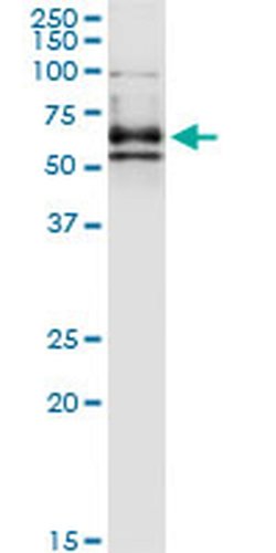 Invitrogen CRMP3 Monoclonal Antibody (1F5) 100 &mu;g; Unconjugated:Antibodies,