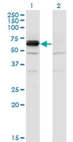 Invitrogen CRMP3 Monoclonal Antibody (1F5) 100 &mu;g; Unconjugated:Antibodies,