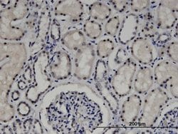Invitrogen ZNF266 Monoclonal Antibody (4G5) 100 &mu;g; Unconjugated:Antibodies,