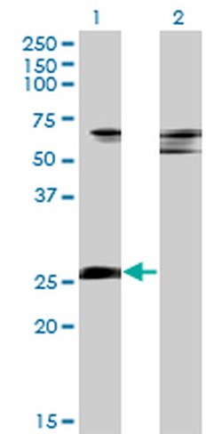 Invitrogen ZNF266 Monoclonal Antibody (4G5) 100 &mu;g; Unconjugated:Antibodies,