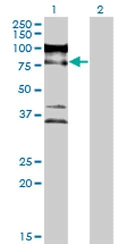 Invitrogen ZNF274 Monoclonal Antibody (1D8) 100 &mu;g; Unconjugated:Antibodies,