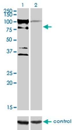 Invitrogen ZNF274 Monoclonal Antibody (1D8) 100 &mu;g; Unconjugated:Antibodies,