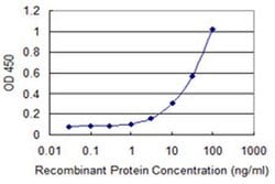 Invitrogen Calpain 11 Monoclonal Antibody (2G2) 100 &mu;g; Unconjugated:Antibodies,