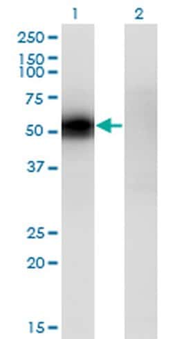 Invitrogen KLF12 Monoclonal Antibody (3D2) 100 &mu;g; Unconjugated:Antibodies,