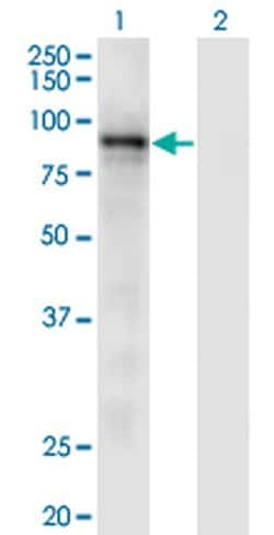 Invitrogen RASA3 Monoclonal Antibody (1F11) 100 &mu;g; Unconjugated:Antibodies,