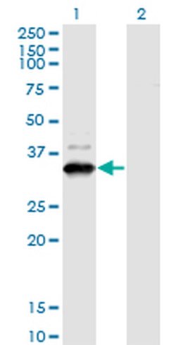 Invitrogen ZNF365 Monoclonal Antibody (2E3) 100 &mu;g; Unconjugated:Antibodies,